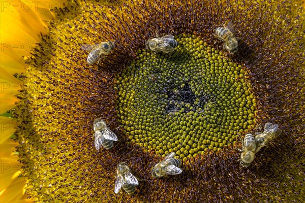 Sunflower with bees in the garden of the former spa