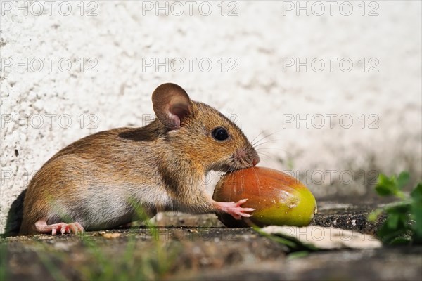 Wood mouse