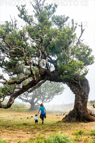 Fanal forest with fog in Madeira