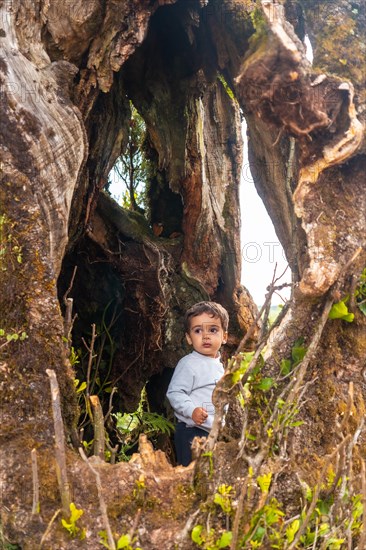 Fanal forest in Madeira