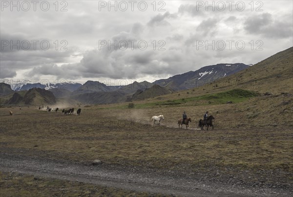 Horses running in Thorsmoerk at the start of the 4-day trek to Landmannalaugar. Iceland