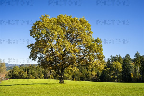 A free-standing oak in a meadow in autumn. Forest in the background. Maierhoefen in Allgaeu