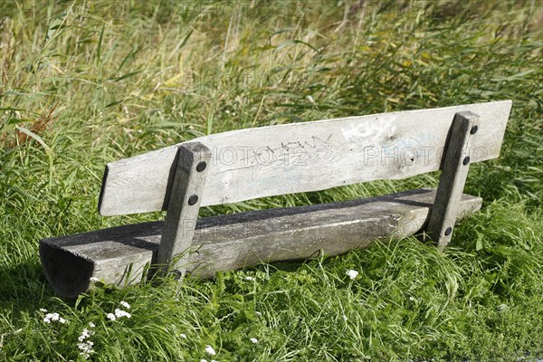 Old wooden bench in front of wild grasses