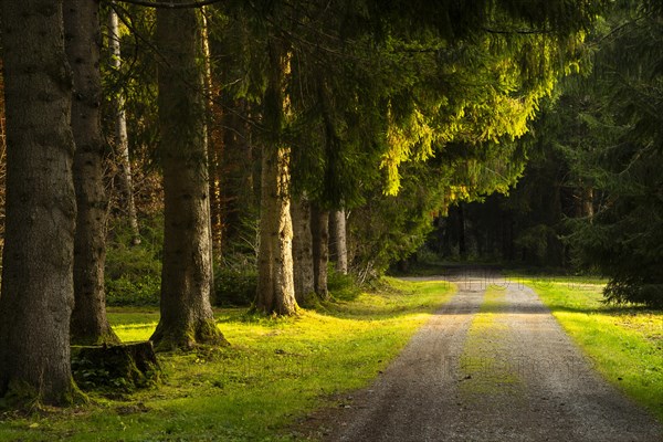 A footpath through a forest