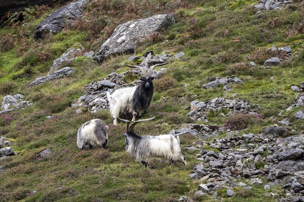 Mountain goats