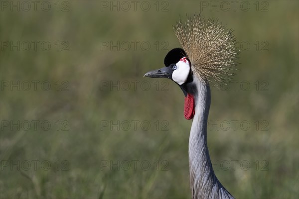 Black crowned crane