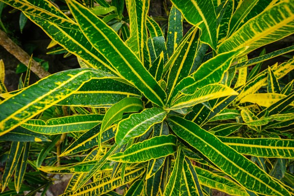 Garden croton aka variegated croton