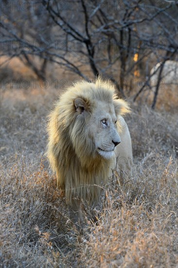 Portrait of a white lion