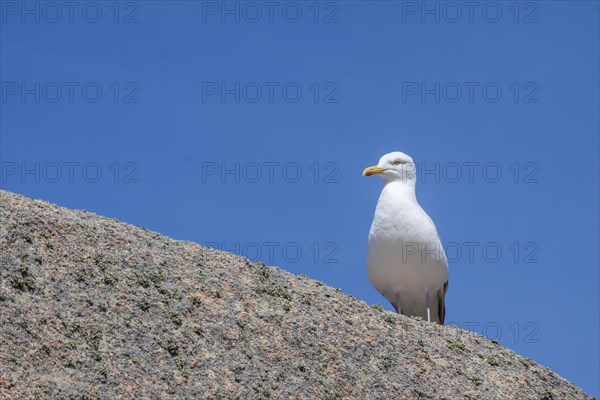 European herring gull