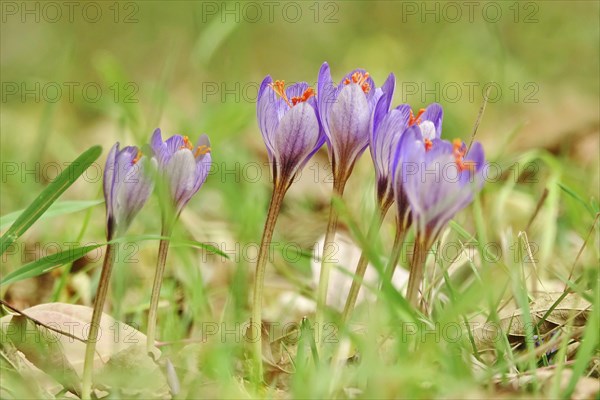 Autumn crocus