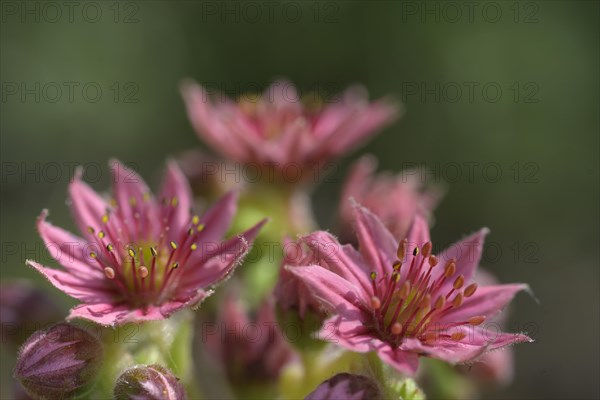 Flowering houseleek