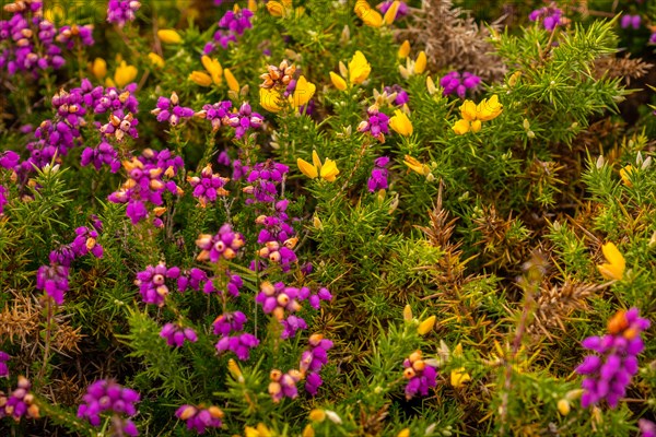 Detail of the purple and yellow flowers in summer in Phare Du Cap Frehel