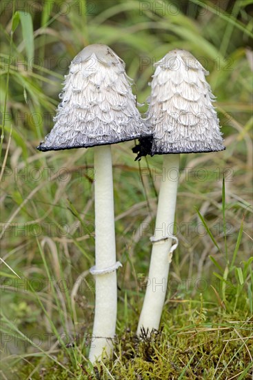 Shaggy ink cap