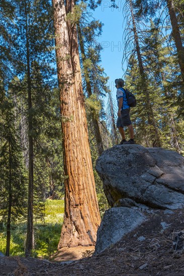 A young man on top of a stone next to a giant tree in Sequoia National Park