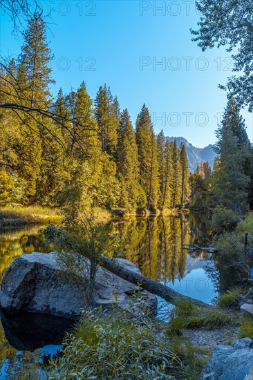 Beautiful walk to walk in Yosemite valley and the reflected trees. California