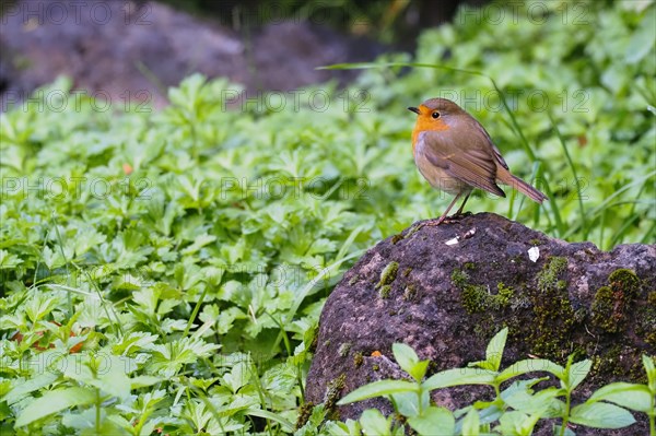 European robin