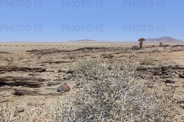 Desert-like landscape with quiver tree