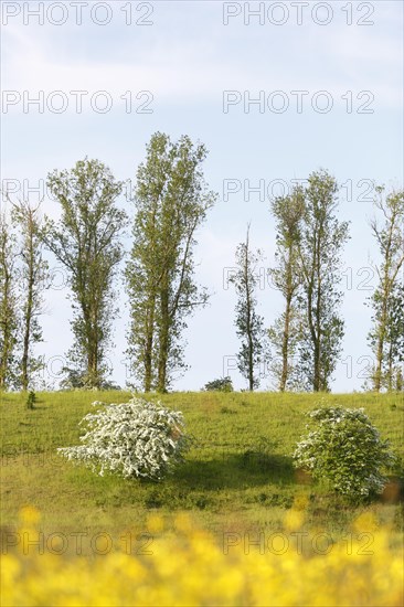 Wet meadow