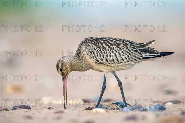 Bar-tailed Godwit