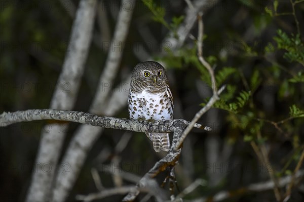 Cape Pygmy Owl