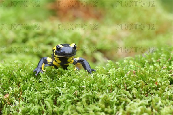 Fire salamander