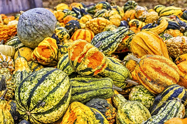 Colourful ornamental pumpkins in autumn