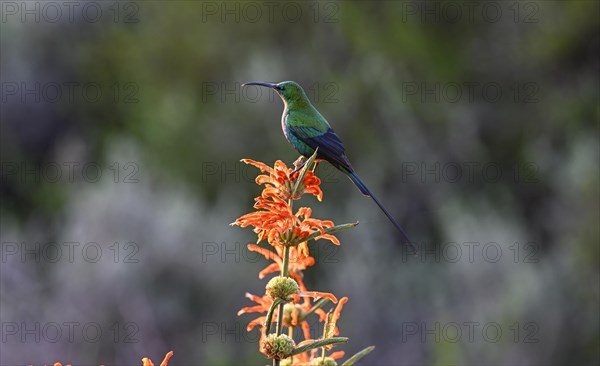 Malachite Sunbird