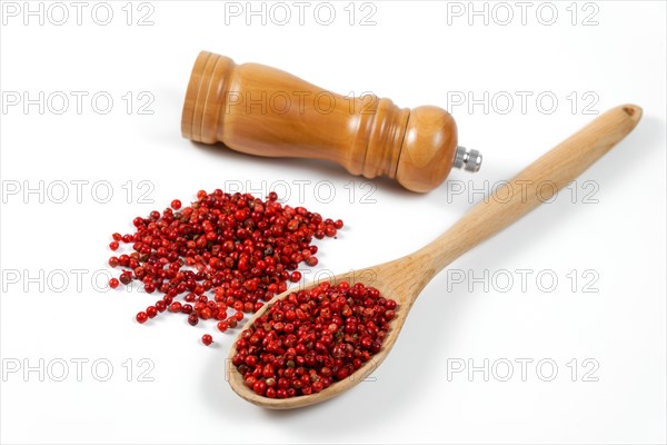 Pink peppercorns in a wooden spoon with a wooden pepper shaker isolated on a white background and copy space