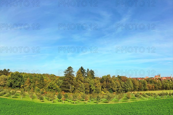 Aerial view of Rothenburg ob der Tauber with a view of the Wedding Forest. Rothenburg ob der Tauber