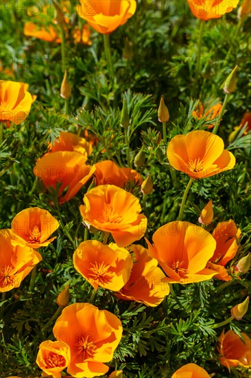 Beautiful orange flowers in the village of Vilaflor in the Teide Natural Park of Tenerife