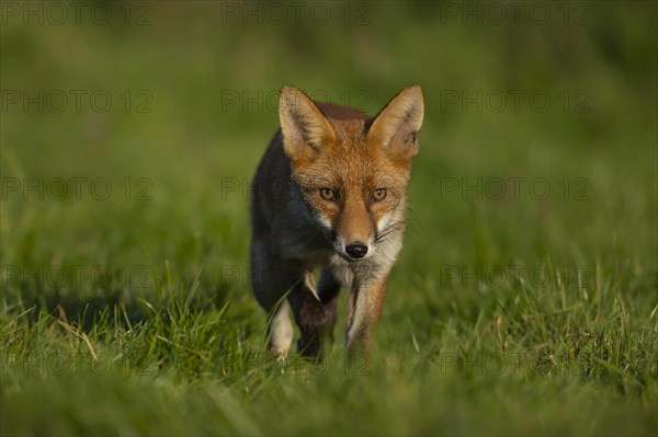 Red fox