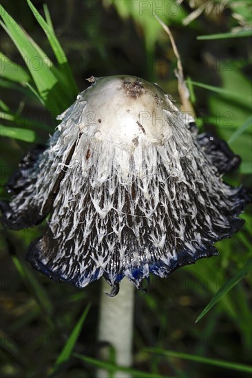 Shaggy ink cap