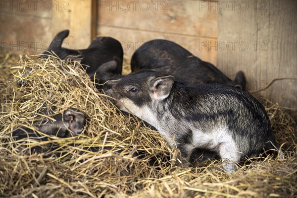 Several small woolly piglets