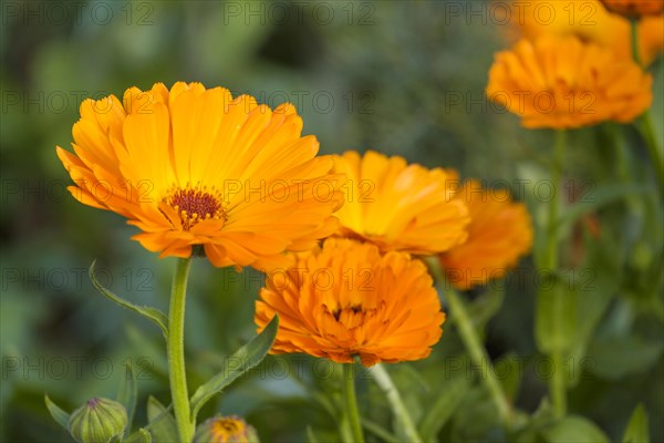 Marigolds