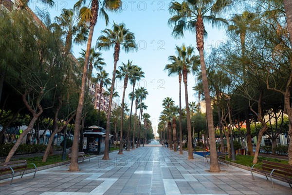 Palm trees in the Belen street of the Rambla de Almeria