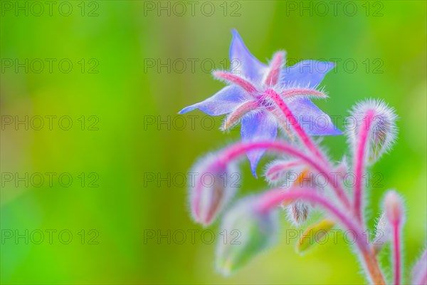 Borage