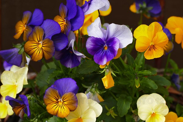 Horned pansy