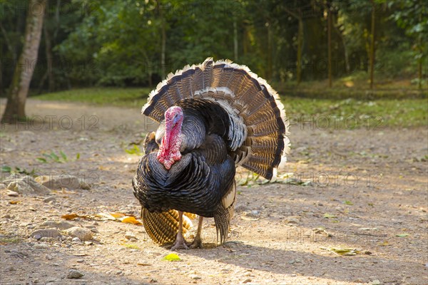 A black turkey deployed in Copan Ruinas temples. Honduras