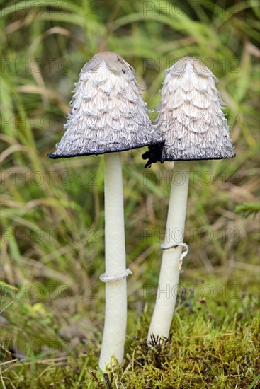 Shaggy ink cap