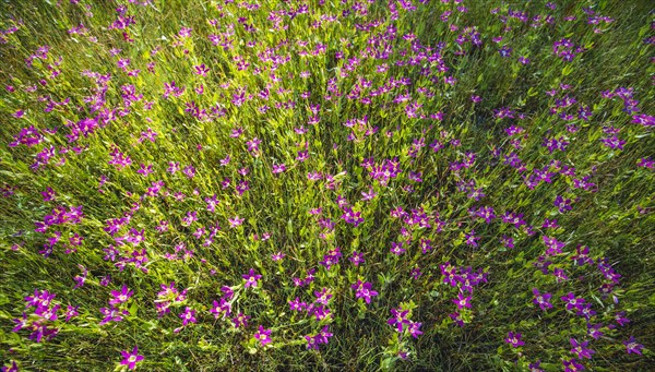 Pink flowers in Yosemite Valley. California