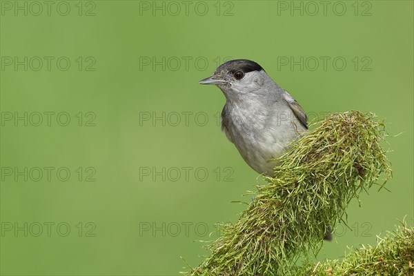 Blackcap