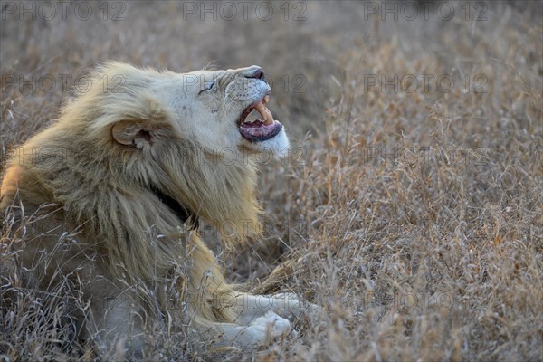 Yawning white lion