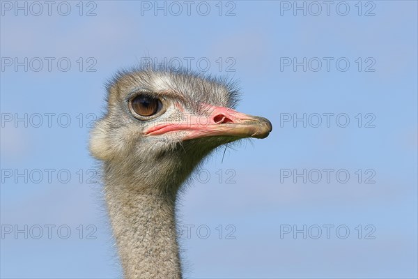 Common ostrich