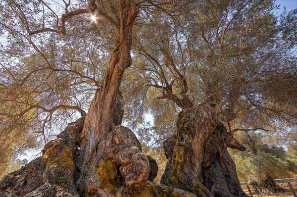 Ancient olive tree