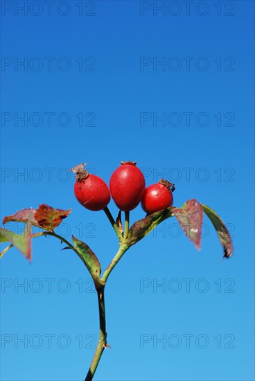 Dog rose bush