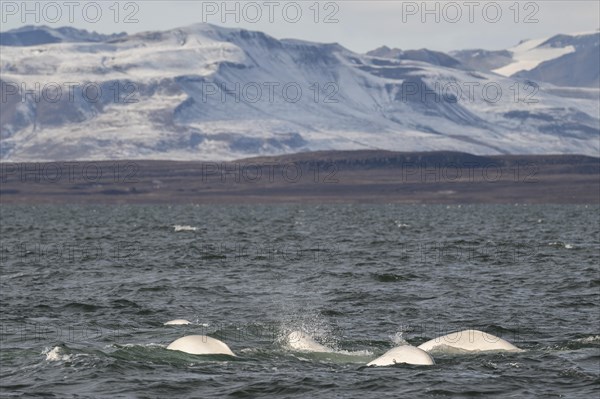 Group of belugas