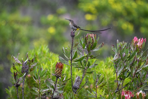 Cape Honeybird