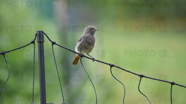 Black Redstart