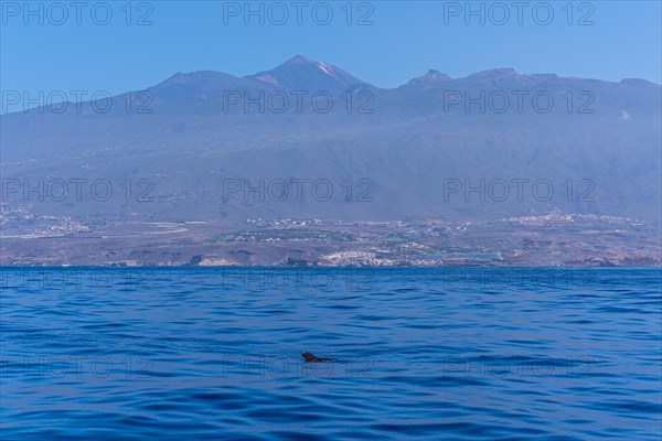 Tropical Calderon Whale off the Costa de Adeje in the south of Tenerife with Mount Teide in the background