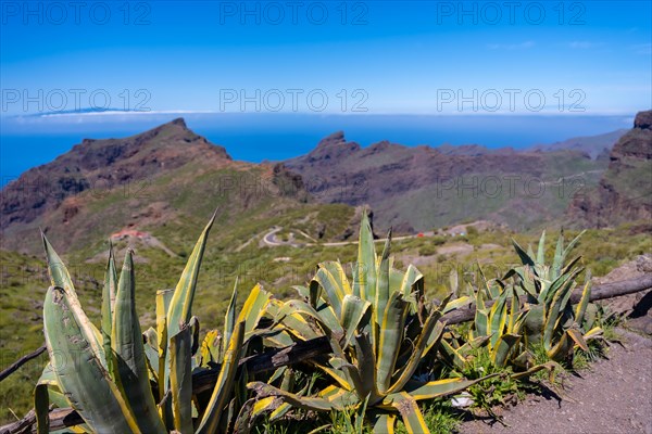 Natural vegetation in the mountain municipality of Masca in the north of Tenerife